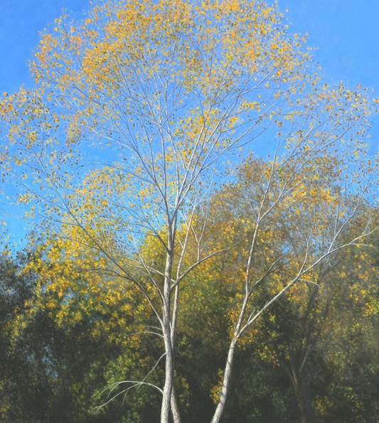 Cottonwood Trees, Autumn Color
