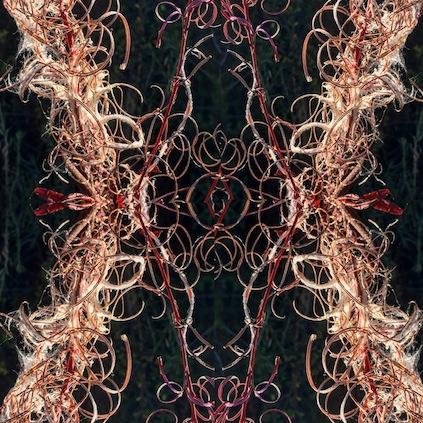 Curlyweed